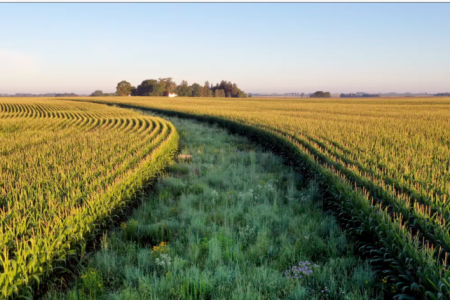 Op/Ed: To save threatened plants and animals, restore habitat on farms, ranches and other working lands