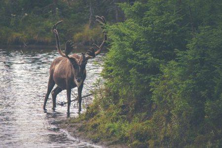 Column: What do we lose when the caribou disappear?