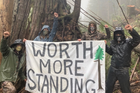 A blockade to protect rare old-growth forest