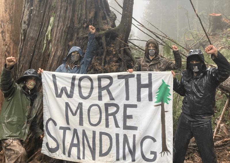 A blockade to protect rare old-growth forest