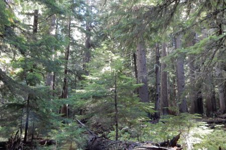 Climate:  Proforestation vs. more old-growth logging