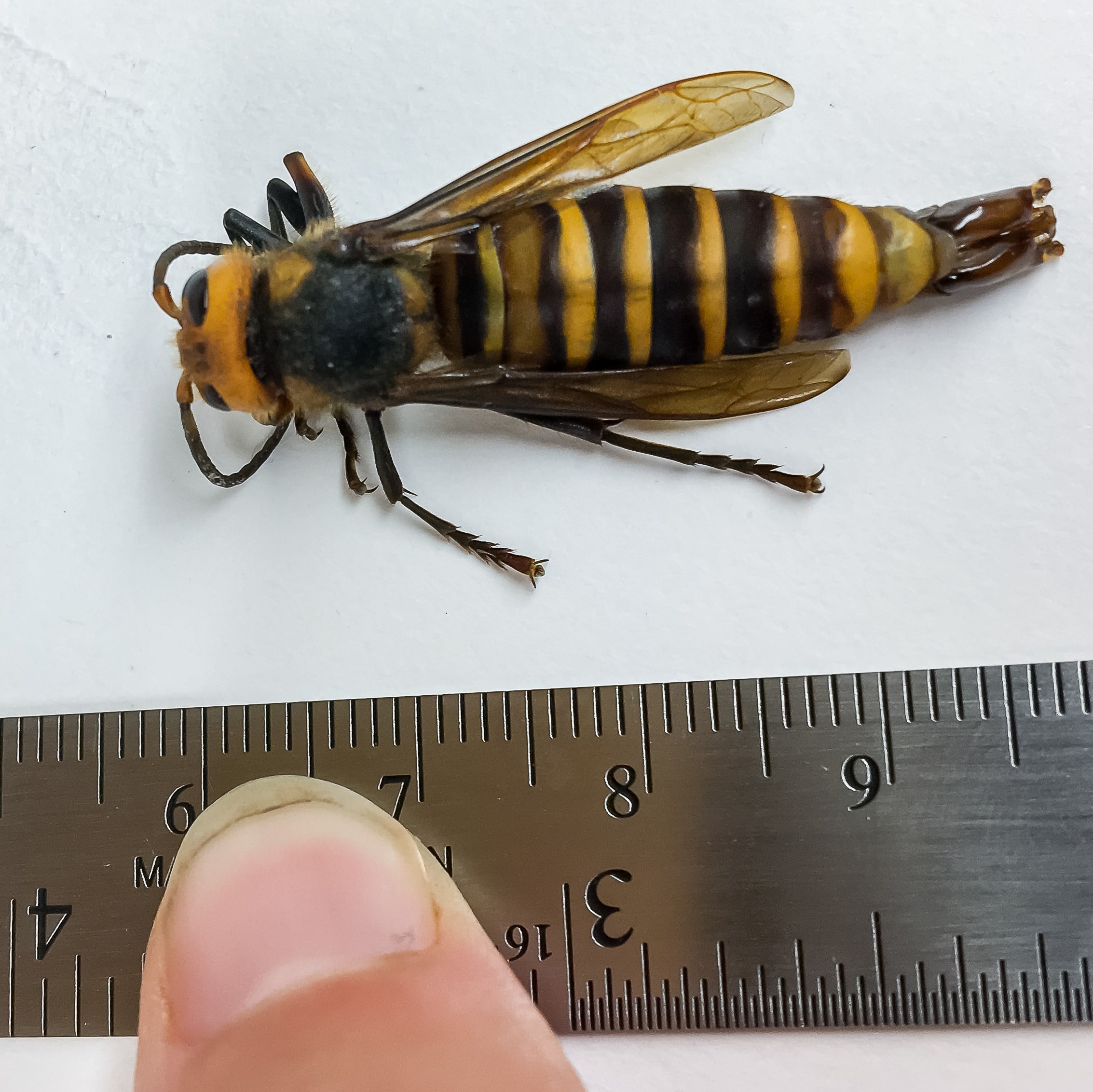 BC, US team up to fight Asian Giant hornet (so-called 'murder hornet') influx
