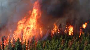Province pairs with CBT for wildfire mitigation