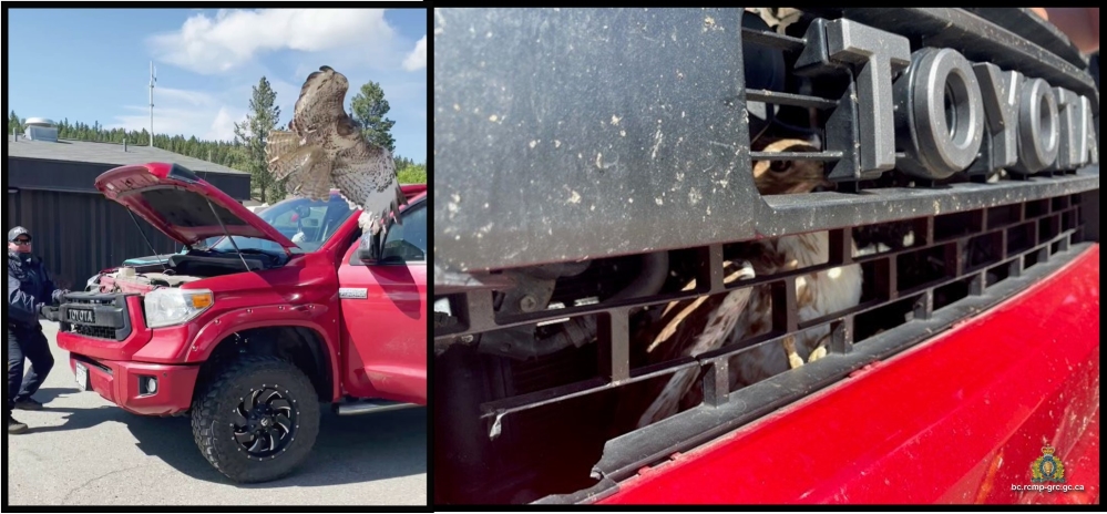 Mounties work together to free massive bird of prey trapped behind pickup trucks grill