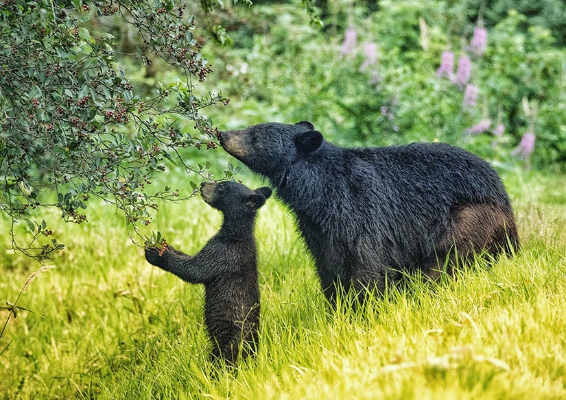 BC SPCA photo contest captures the beauty of local wildlife