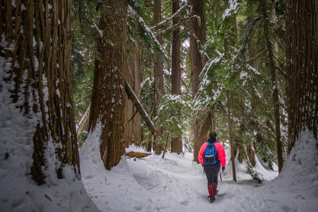 Rossland passes motion to defend BC’s last remaining Old-Growth Forests