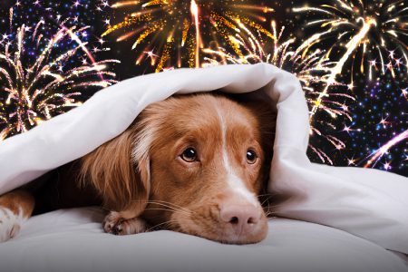 BC SPCA urges animal lovers to sign federal fireworks petition