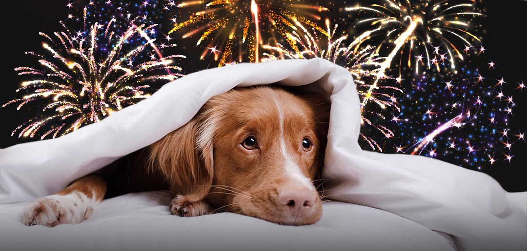 BC SPCA urges animal lovers to sign federal fireworks petition