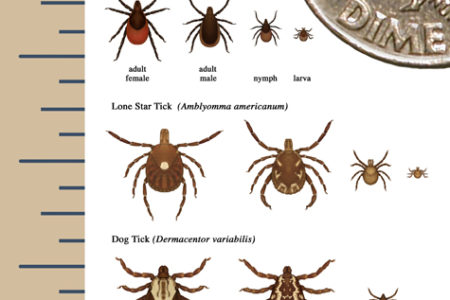 Let’s talk about ticks