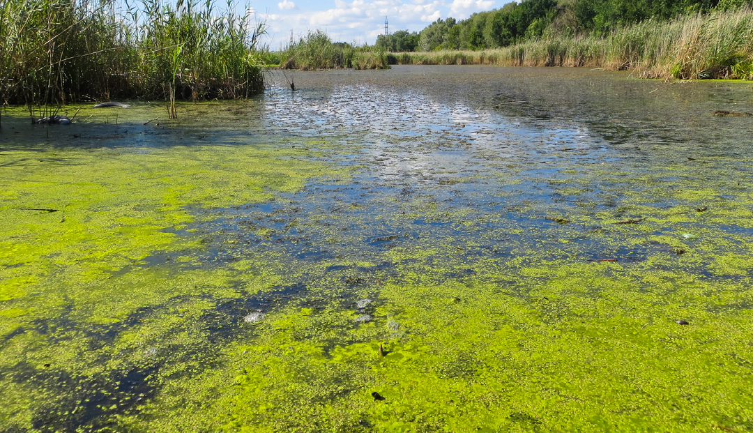 IHA warns of toxic algae blooms
