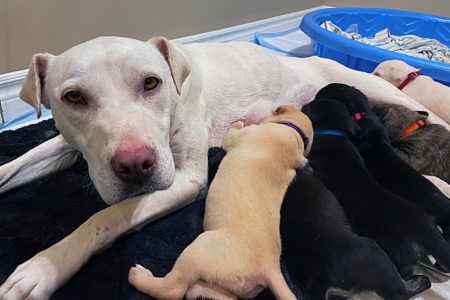 Amazing Doggy Mom leads SPCA officer to her newborn puppies