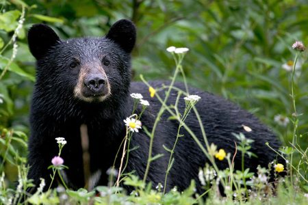 Additional communal bear-resistant bin and location