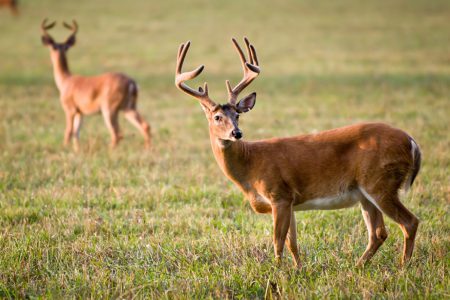 MVA prompts police to remind motorcyclists of wildlife risk