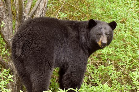 Bruin behaves badly in Rossland, say RCMP