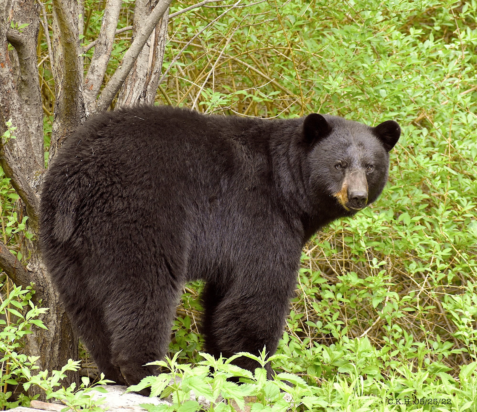 Bruin behaves badly in Rossland, say RCMP