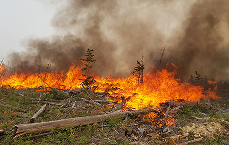 Projects underway in Kootenay-Boundary will reduce community wildfire risk, enhance forest health