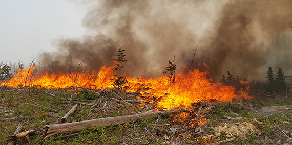 Projects underway in Kootenay-Boundary will reduce community wildfire risk, enhance forest health