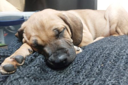 RCMP investigate alleged puppy-napping