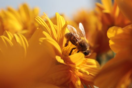 COLUMN: On the intelligence of other species -- such as bees