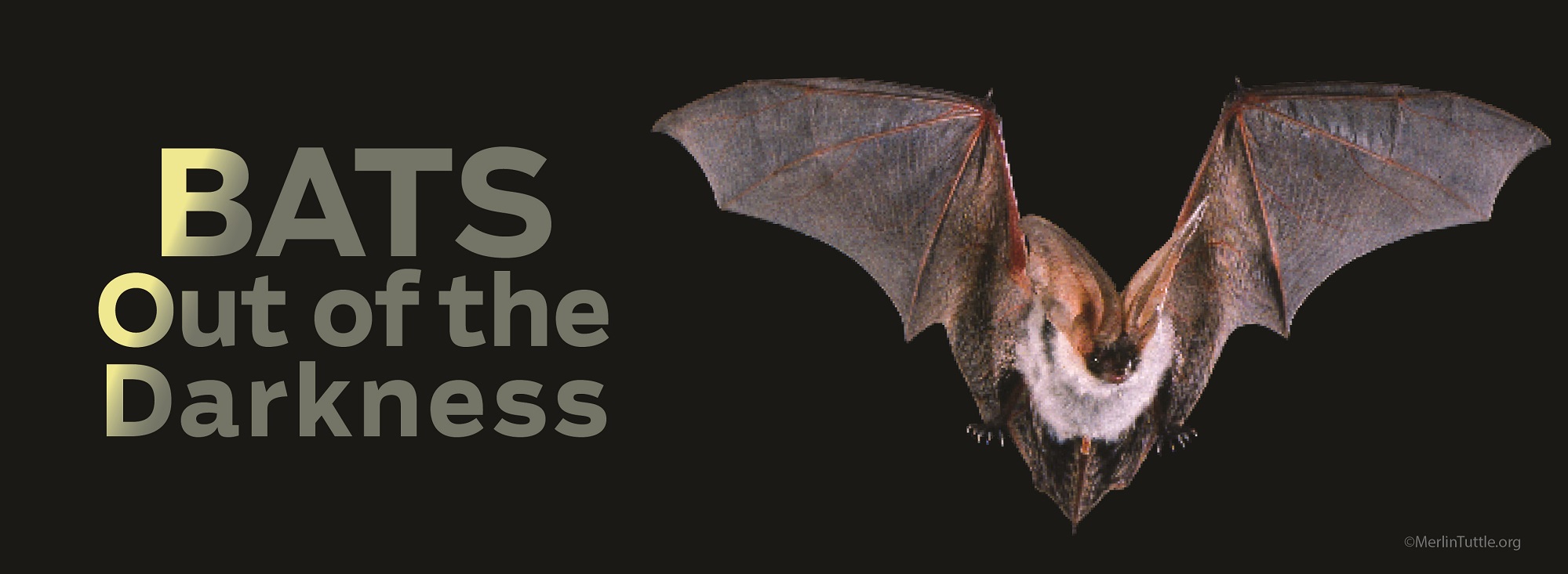 The Bats are flying into Rossland - New Travelling Exhibit  at the Rossland Museum