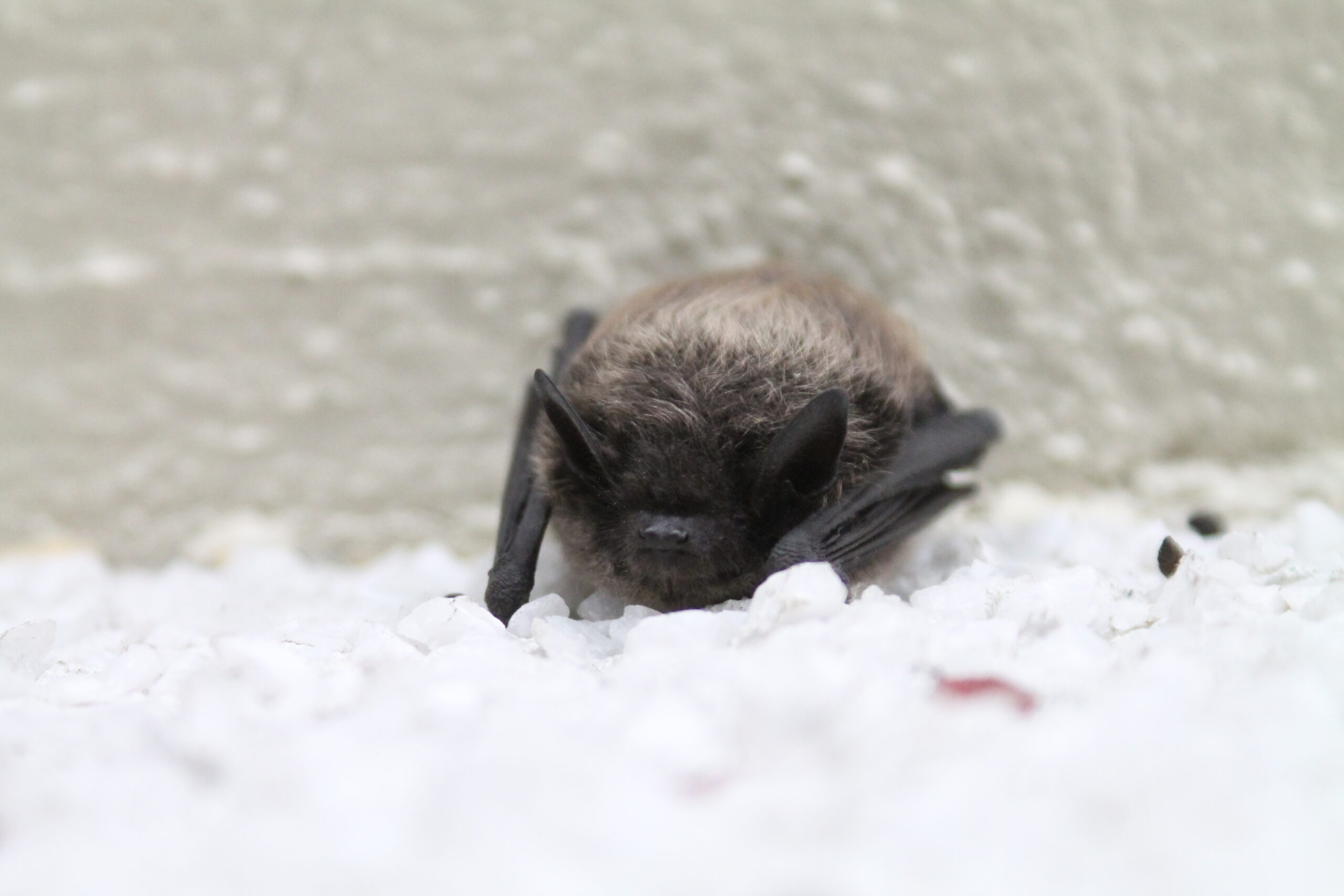 Celebrate bats during Halloween — BC Community Bat Program