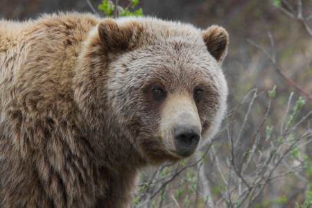 Bear facts: reports of grizzlies still abound in Rosemont