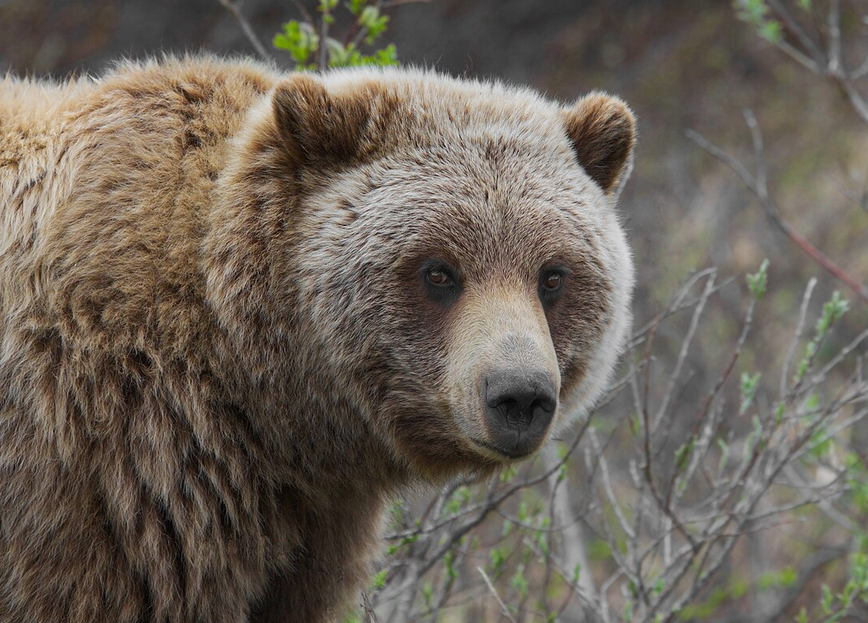 Bear facts: reports of grizzlies still abound in Rosemont