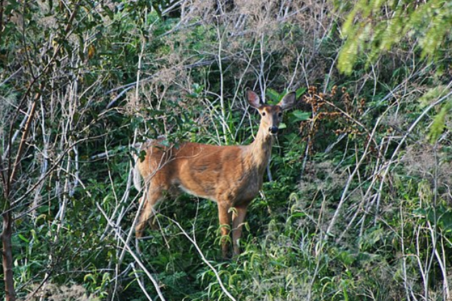 Kootenay region site of first cases of chronic wasting disease in deer