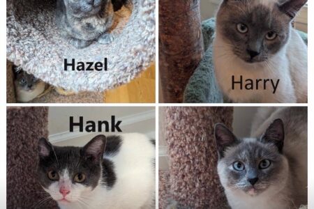 KAAP's Adorable Adoptables of the Week - Special H Kitties