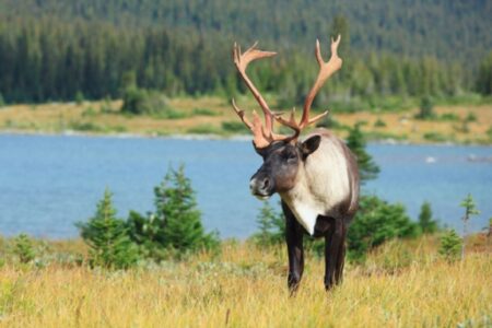Wildsight mounts fight for endangered mountain caribou habitat in Seymour River watershed