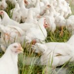 Health:  An ounce of prevention: Now is the time to take action on H5N1 avian flu, because the stakes are enormous