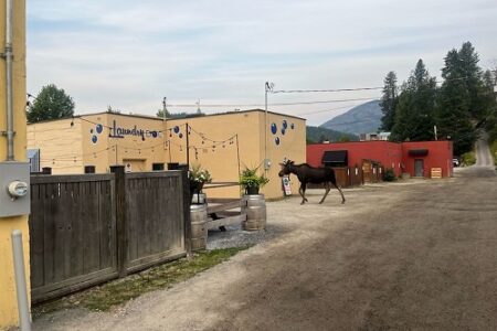 RCMP report moose on the loose in downtown Rossland