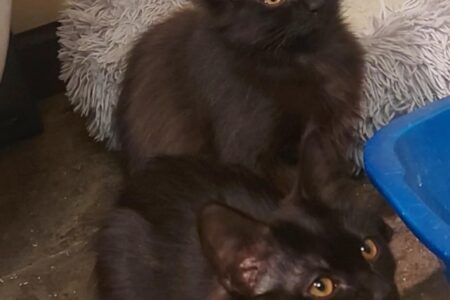 K.A.A.P.'s Adorable Adoptables: Sully and Sioxsie