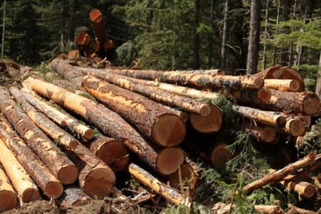 Kimberley locals concerned over scale of logging in St Marys River Valley