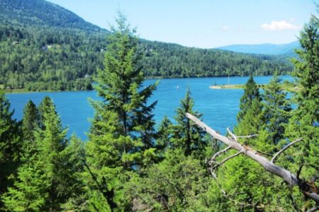 BC: 280 million trees planted in 2024