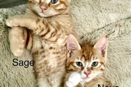 KAAP's Adorable Adoptables: Sage and Nova