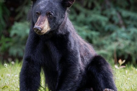 Yearling black bear cubs -- so cute, but do not feed them!