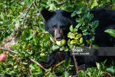 Help keep  bears (and humans) safe