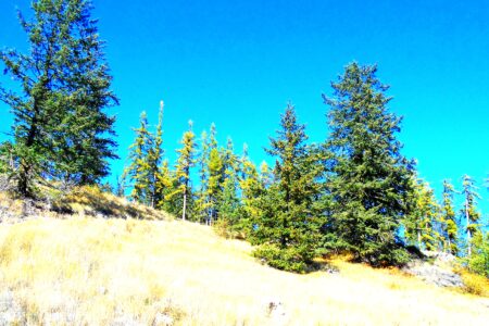 Art Sale -- to raise funds for legal challenge to EAO decision on Record Ridge mine proposal