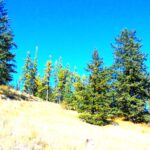 BC Ministry of Mines grants West High Yield a permit for Record Ridge mine