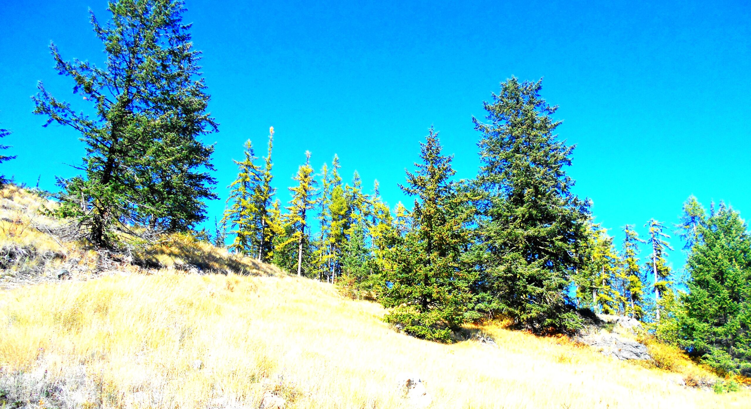 BC Ministry of Mines grants West High Yield a permit for Record Ridge mine