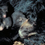 The Winter Life of Black Bears