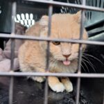 BCSPCA rescues 21 cats from RV, supporters offer to match donations for kitties up to 20,000