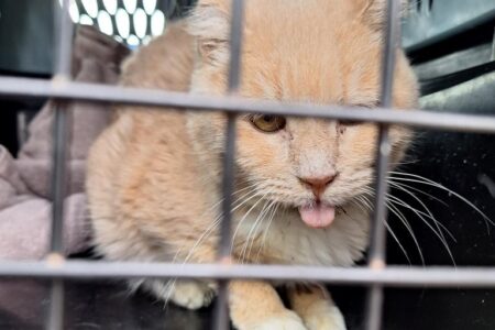BCSPCA rescues 21 cats from RV, supporters offer to match donations for kitties up to 20,000