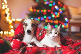 BC SPCA: Holiday hazards 101: Six tips to keep your pet safe this winter