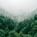 Growing healthy forests, not just trees