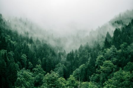 Growing healthy forests, not just trees