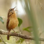 Column:  Birds and insects are disappearing.  That should concern us all.