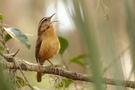 Column:  Birds and insects are disappearing.  That should concern us all.