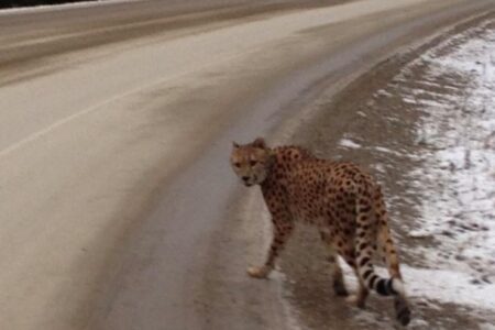 Banning breeding, future ownership of exotic cats